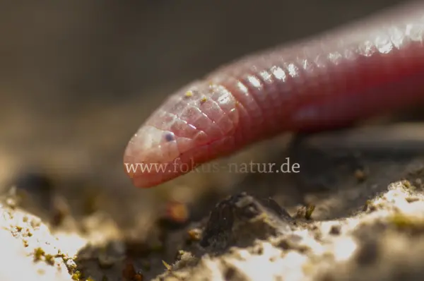 Fokus-Natur Bild