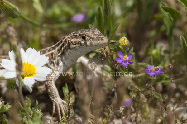 Fokus-Natur Bild