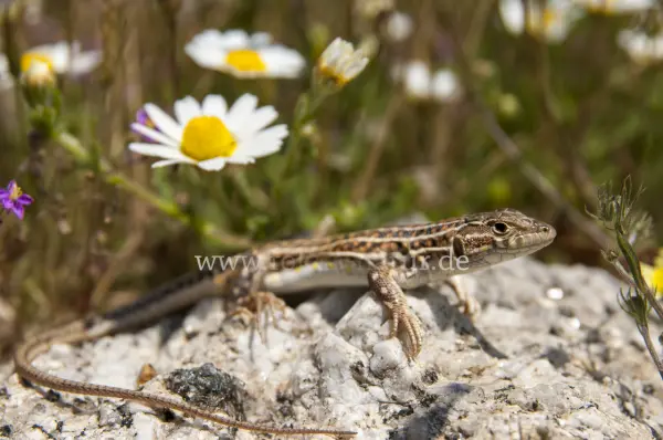 Fokus-Natur Bild
