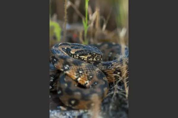 Fokus-Natur Bild