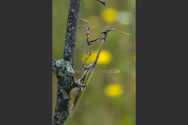 Fokus-Natur Bild