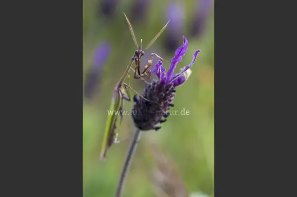 Fokus-Natur Bild