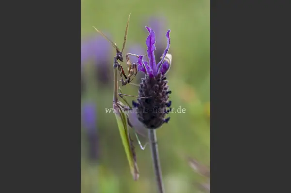 Fokus-Natur Bild