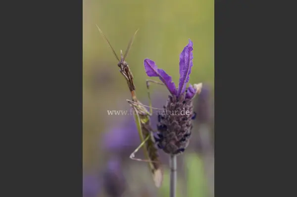 Fokus-Natur Bild