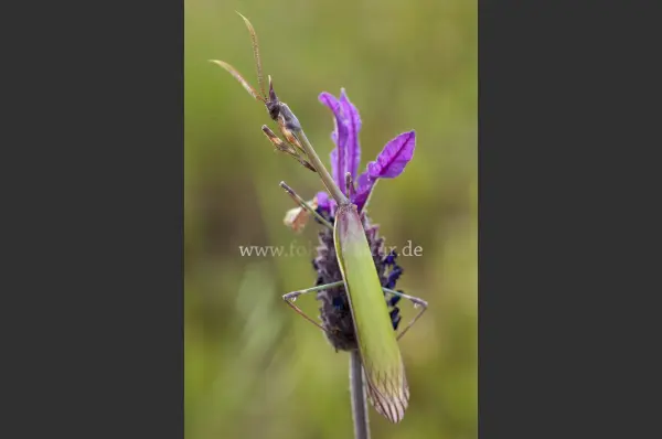 Fokus-Natur Bild