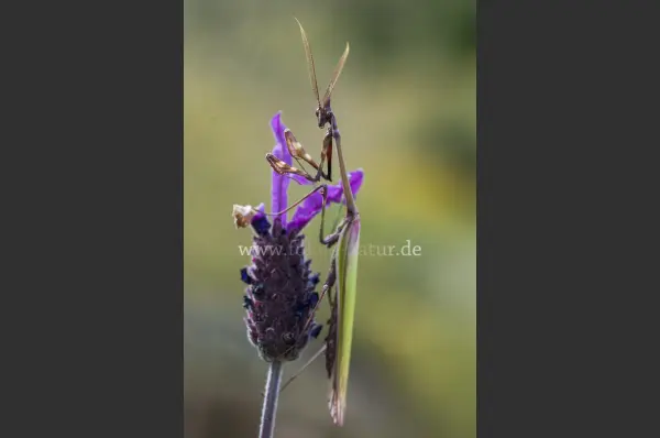Fokus-Natur Bild