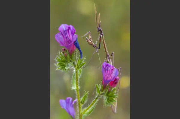 Fokus-Natur Bild