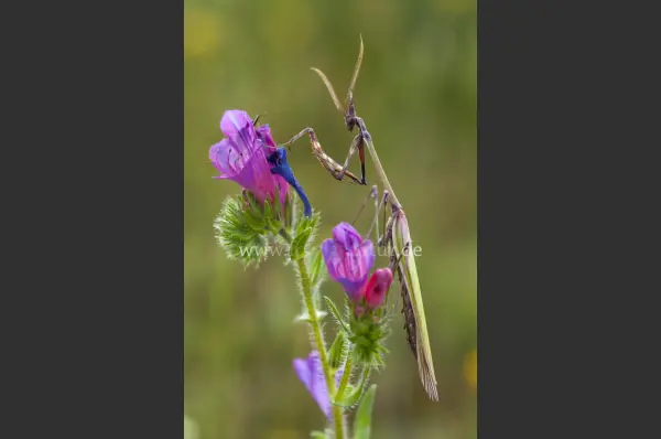 Fokus-Natur Bild
