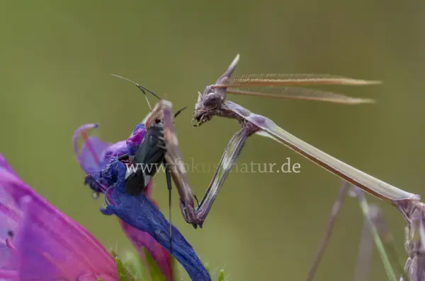 Fokus-Natur Bild