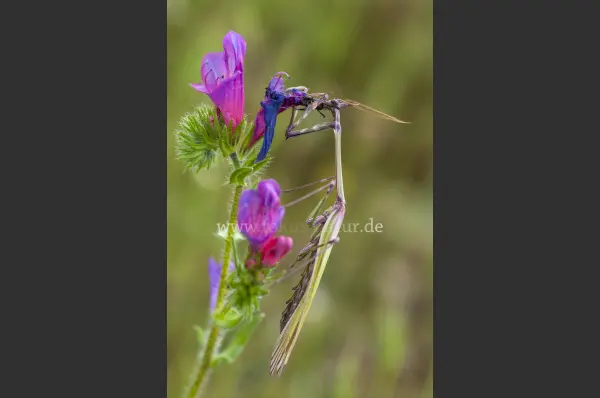 Fokus-Natur Bild