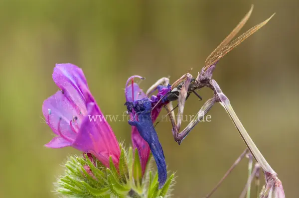 Fokus-Natur Bild