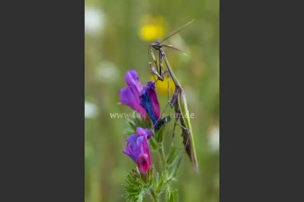 Fokus-Natur Bild