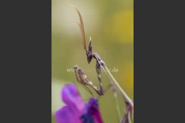 Fokus-Natur Bild