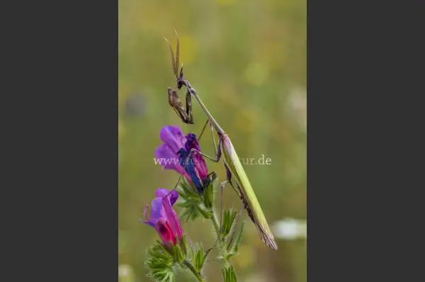 Fokus-Natur Bild
