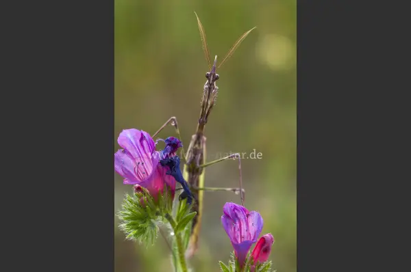 Fokus-Natur Bild