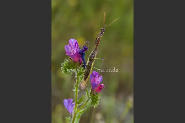 Fokus-Natur Bild