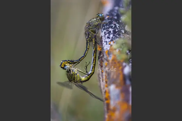 Fokus-Natur Bild