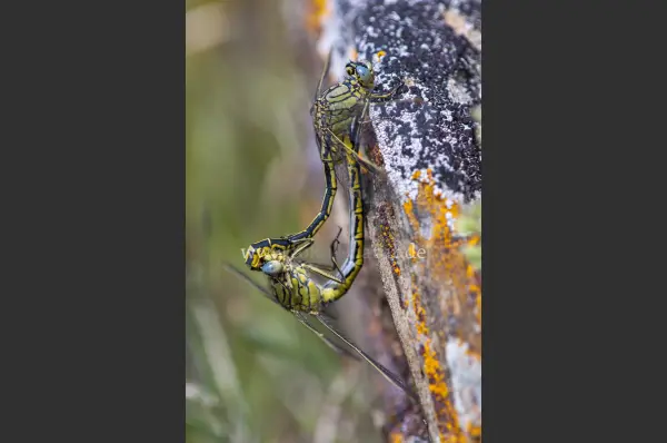 Fokus-Natur Bild