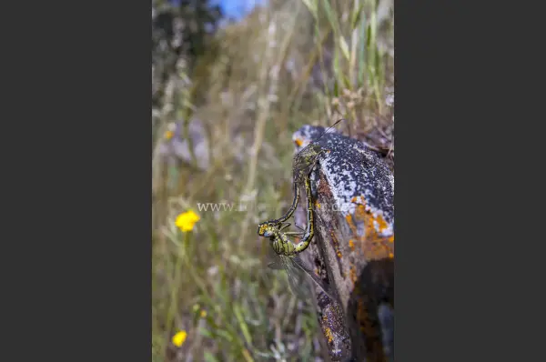 Fokus-Natur Bild