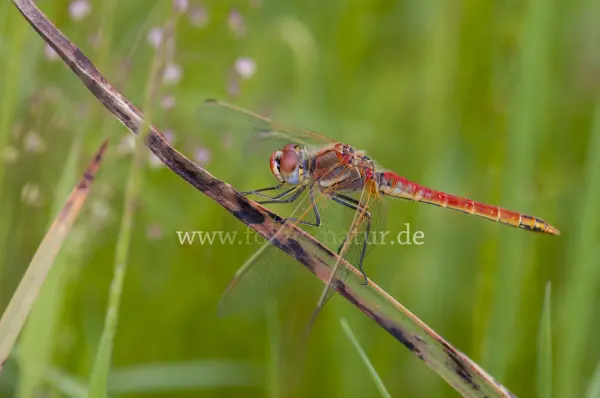 Fokus-Natur Bild