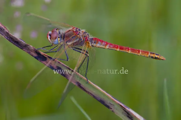 Fokus-Natur Bild