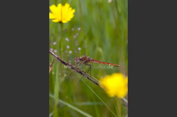 Fokus-Natur Bild