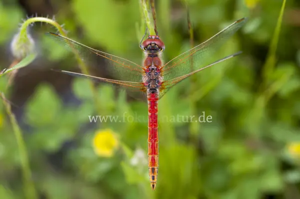 Fokus-Natur Bild