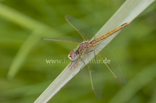 Fokus-Natur Bild