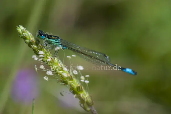 Fokus-Natur Bild