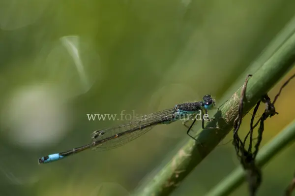 Fokus-Natur Bild