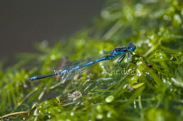 Fokus-Natur Bild