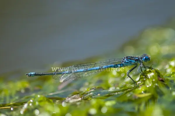 Fokus-Natur Bild