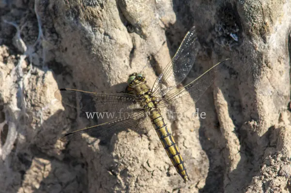 Fokus-Natur Bild