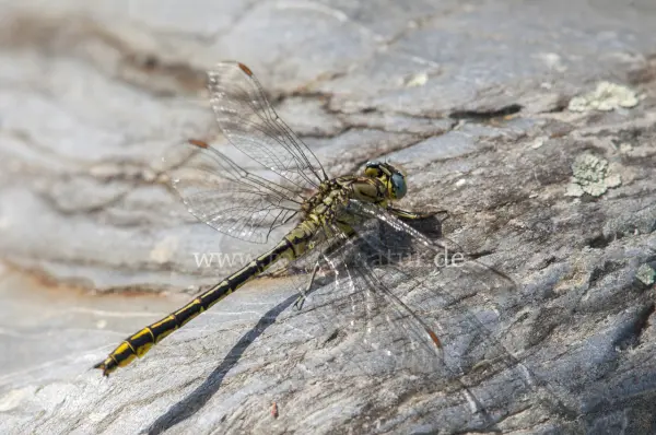 Fokus-Natur Bild