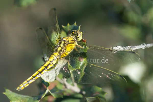 Fokus-Natur Bild