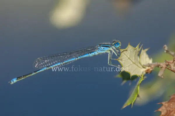 Fokus-Natur Bild