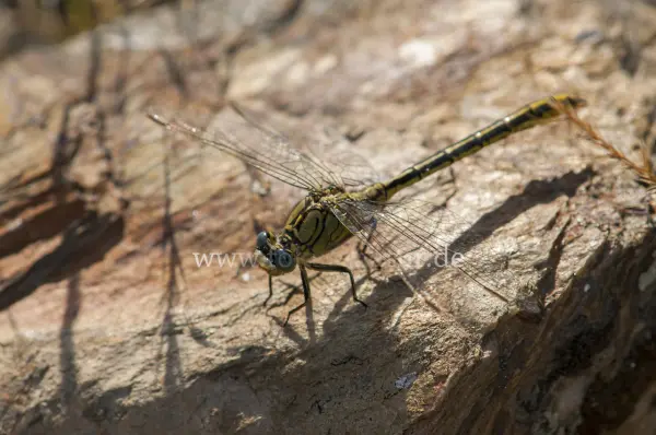Fokus-Natur Bild