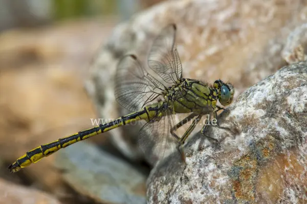 Fokus-Natur Bild