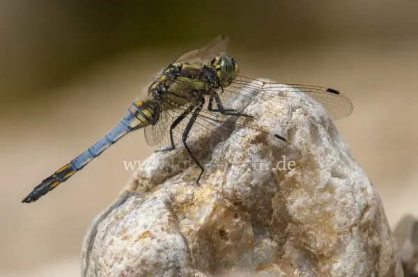 Fokus-Natur Bild