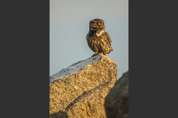 Fokus-Natur Bild