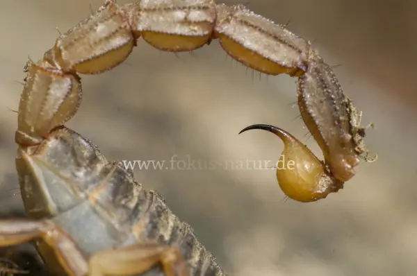 Fokus-Natur Bild