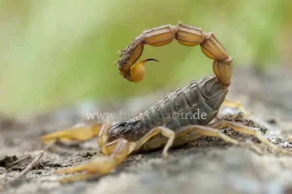 Fokus-Natur Bild