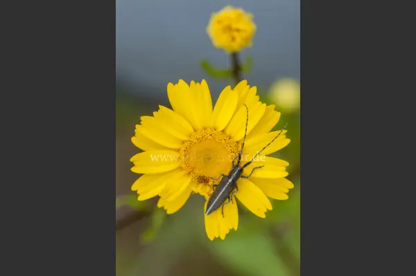 Fokus-Natur Bild