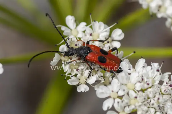 Fokus-Natur Bild