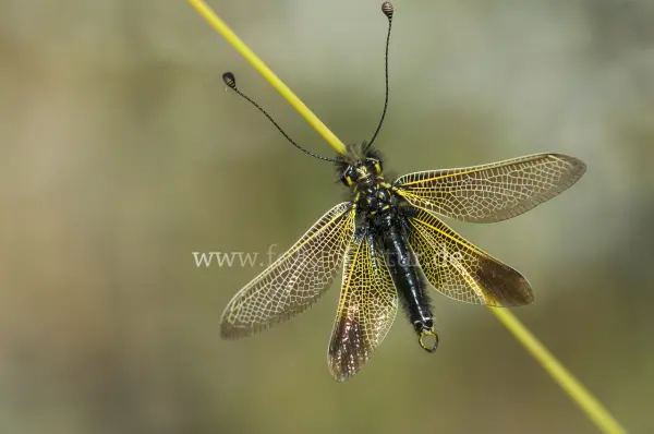 Fokus-Natur Bild