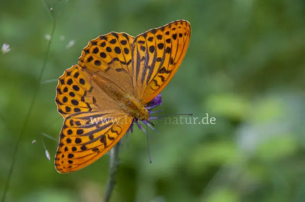 Fokus-Natur Bild