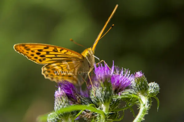 Fokus-Natur Bild