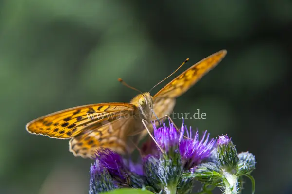 Fokus-Natur Bild