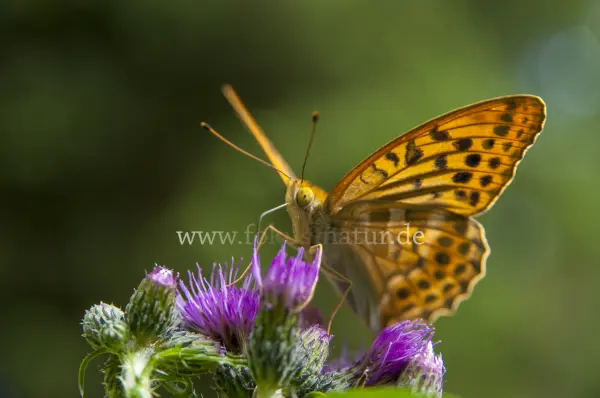 Fokus-Natur Bild
