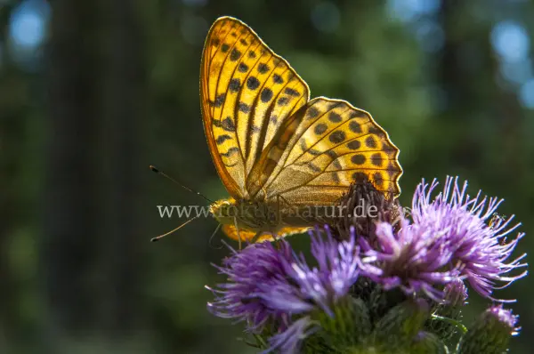 Fokus-Natur Bild
